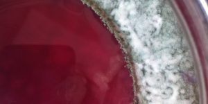 Mold on surface of sauerkraut