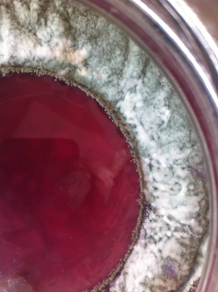Mold on surface of sauerkraut