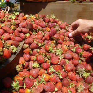 [Escondido, Calif.] Strawberry Fermentation Workshop | Sun. May 3, 2026