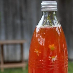 [San Diego] Hands-on Kombucha Workshop | Sun. March 8, 2026