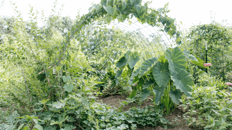 Homesteading: School of Traditional Skills - Image 8